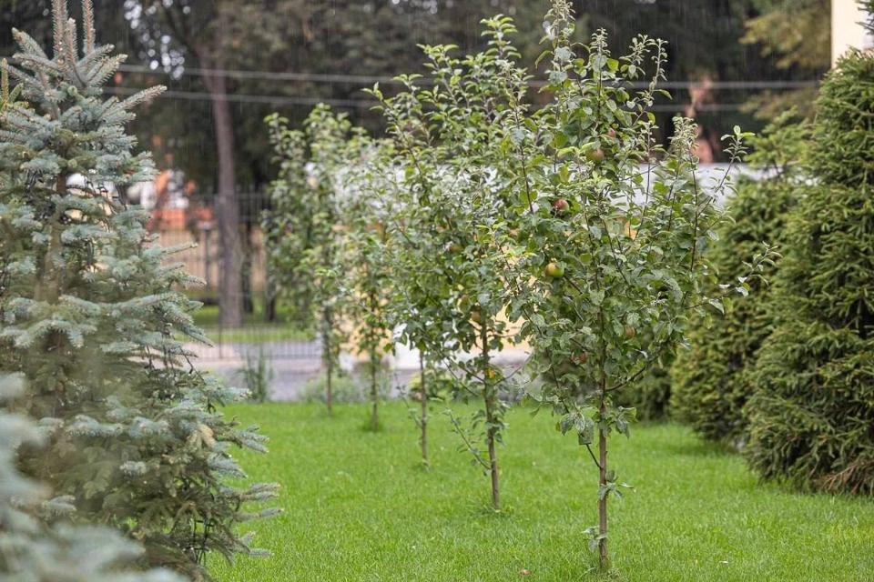 Яблоневый сад у здания псковского правительства порадовал первым урожаем