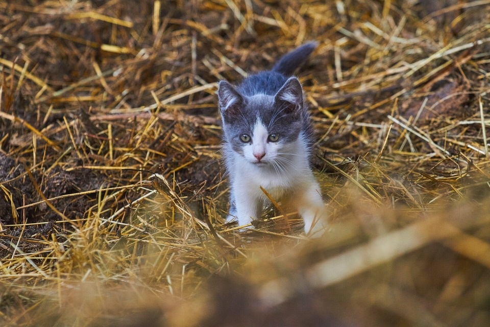 До +29 градусов тепла ожидается в Псковской области 26 августа 