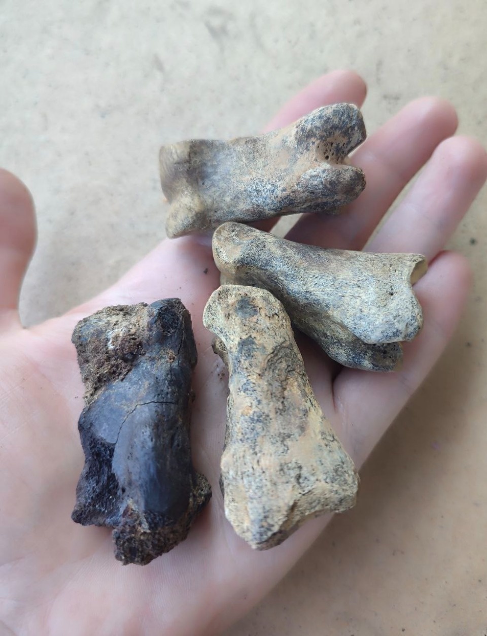 Старинный набор для игры в бабки обнаружили археологи в Пскове 