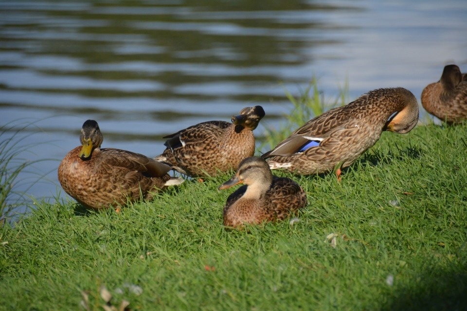  До +26 градусов ожидается в Псковской области 28 августа 