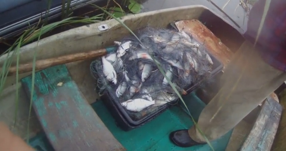 В Псковской области пресекли незаконный вылов рыбы на 140 тысяч рублей