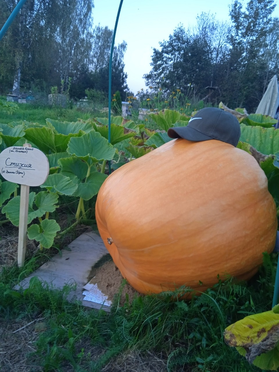 Еще больше, еще круглее Еще больше, еще круглее