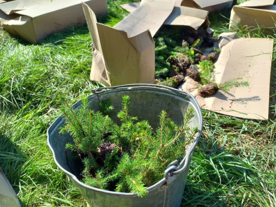 Порядка 12 тысяч саженцев ели высадили в Сельцах Гдовского района