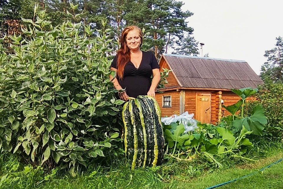 В Плюсском районе вырастили кабачок весом под 30 килограмм