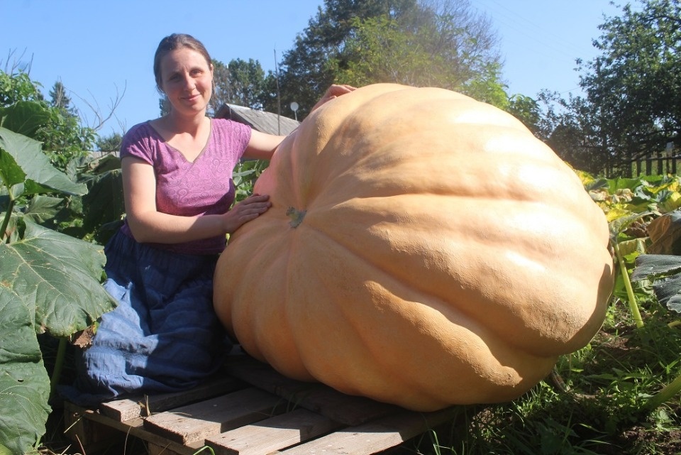 Тыква-гигант из Псковской области прошла в финал всероссийского конкурса