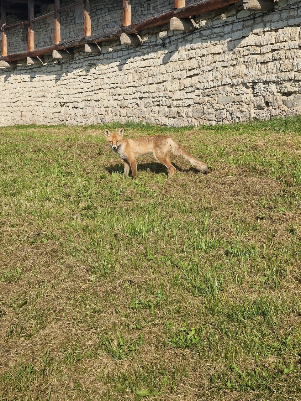 В Псковский кремль вернулась лиса 