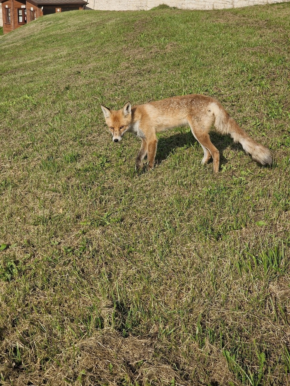 В Псковский кремль вернулась лиса 