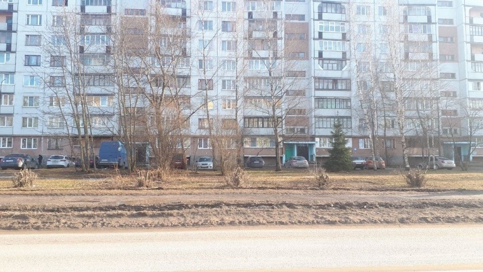 Около 100 аварийных деревьев спилили в этом году в Пскове 