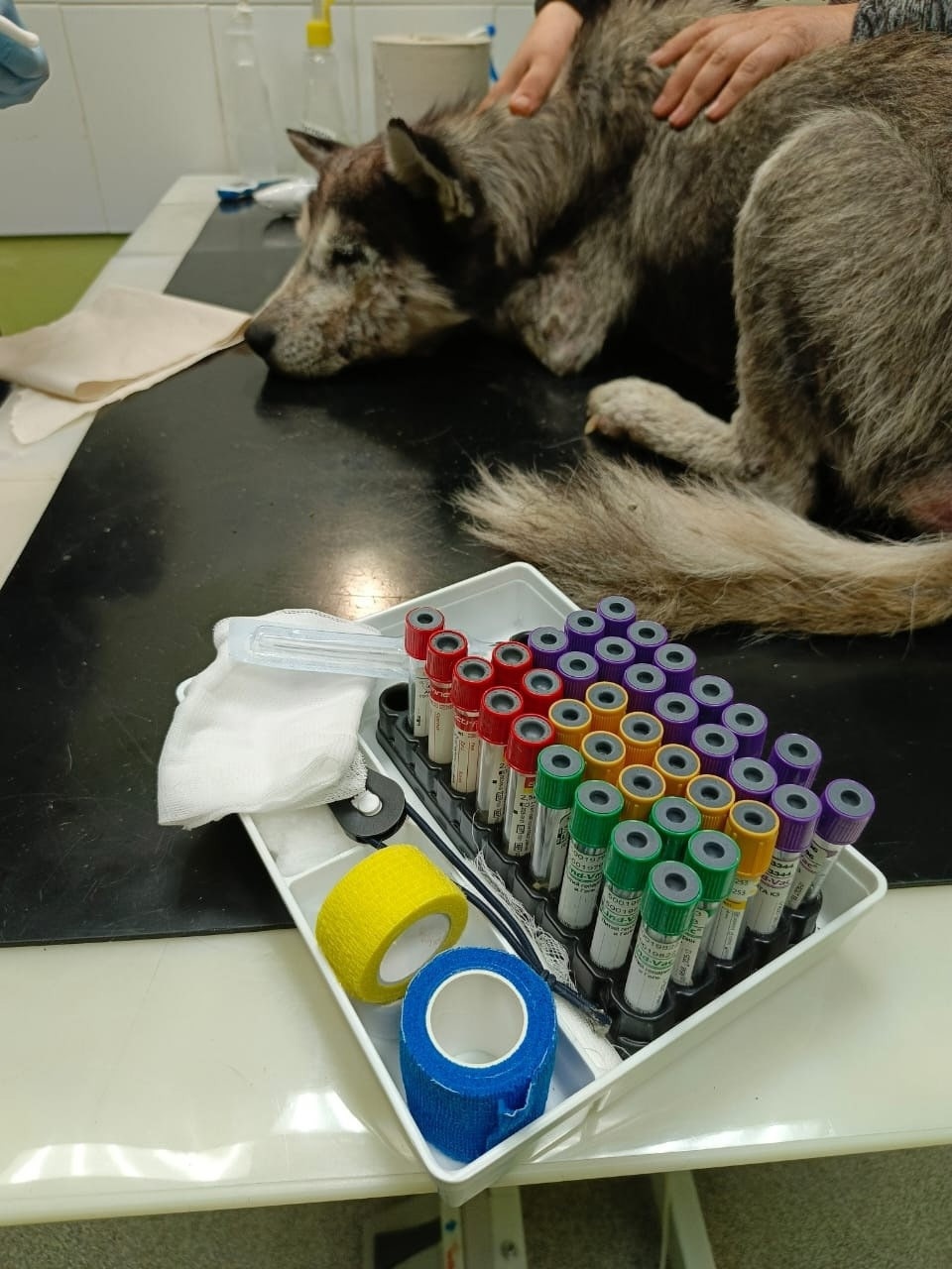 Из клиники выписали спасенного псковскими волонтерами хаски Из клиники выписали спасенного псковскими волонтерами хаски