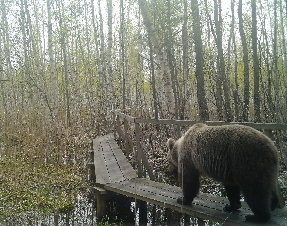Специалисты Полистовского заповедника рассказали, как сфотографировать диких животных Специалисты Полистовского заповедника рассказали, как сфотографировать диких животных