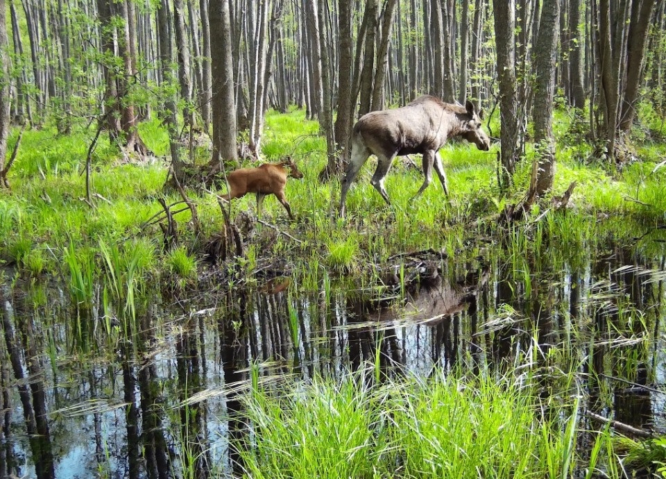 Специалисты Полистовского заповедника рассказали, как сфотографировать диких животных Специалисты Полистовского заповедника рассказали, как сфотографировать диких животных