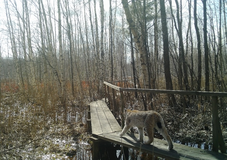 Специалисты Полистовского заповедника рассказали, как сфотографировать диких животных Специалисты Полистовского заповедника рассказали, как сфотографировать диких животных