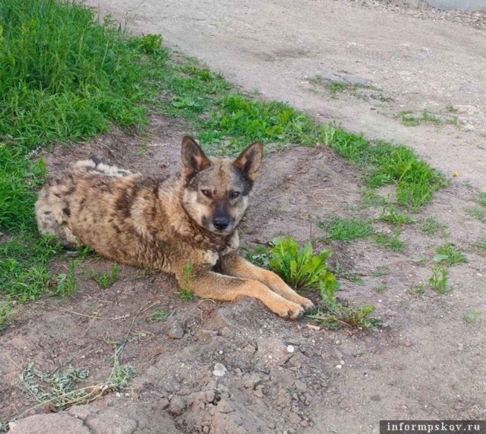Девять животных погибли в одном из дворов в Острове за неделю Девять животных погибли в одном из дворов в Острове за неделю