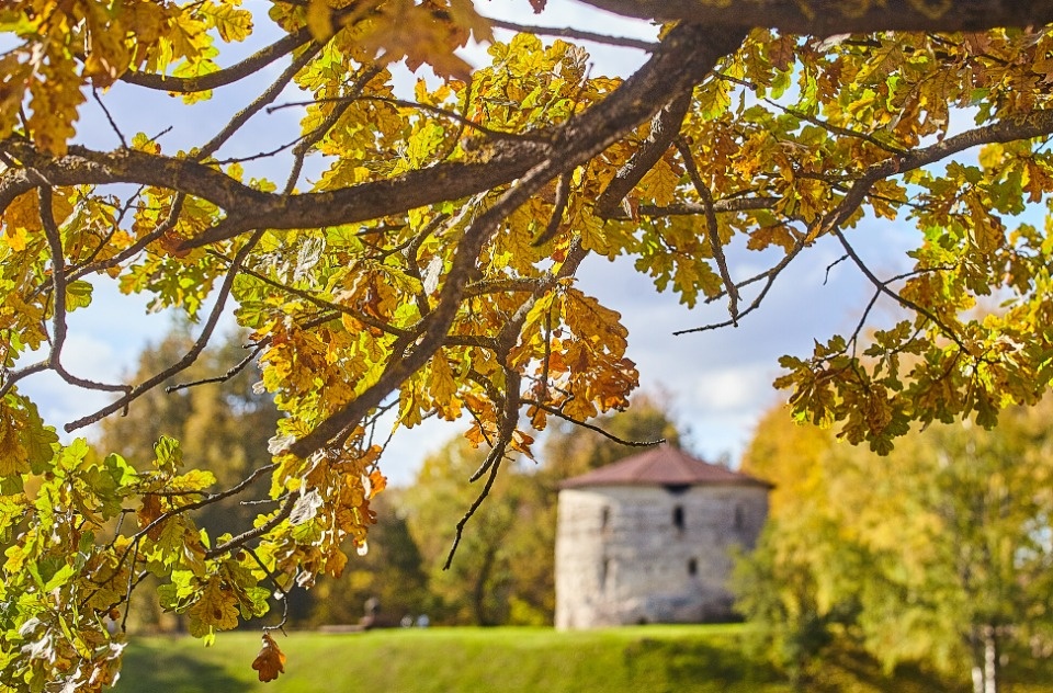 До +14 градусов прогреется воздух в Псковской области 6 октября До +14 градусов прогреется воздух в Псковской области 6 октября