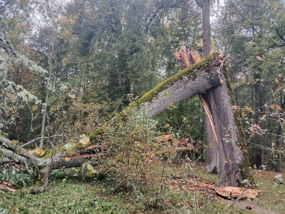В Пушкинском заповеднике сильный ветер повалил двухвековую липу В Пушкинском заповеднике сильный ветер повалил двухвековую липу