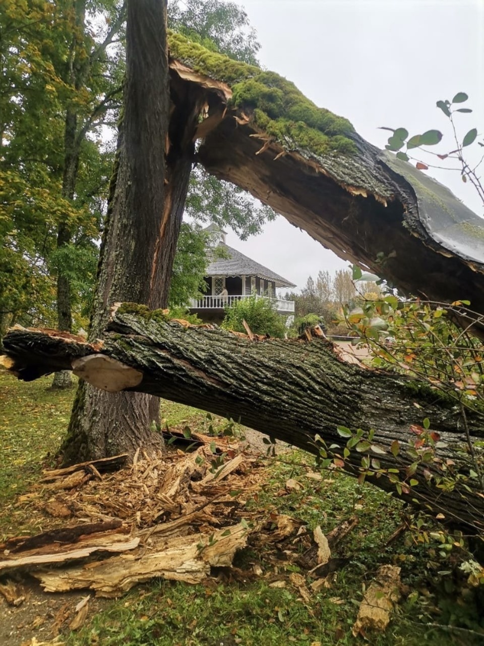 В Пушкинском заповеднике сильный ветер повалил двухвековую липу В Пушкинском заповеднике сильный ветер повалил двухвековую липу