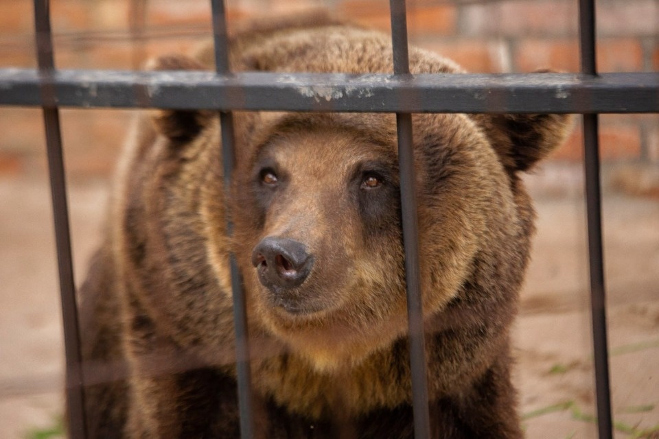 Жители нескольких деревень в Куньинском районе страдают от визитов медведей Жители нескольких деревень в Куньинском районе страдают от визитов медведей