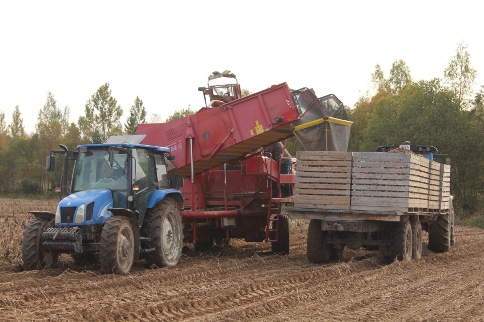 Фермеры из Печорского района занимается выращиванием картофеля для чипсов