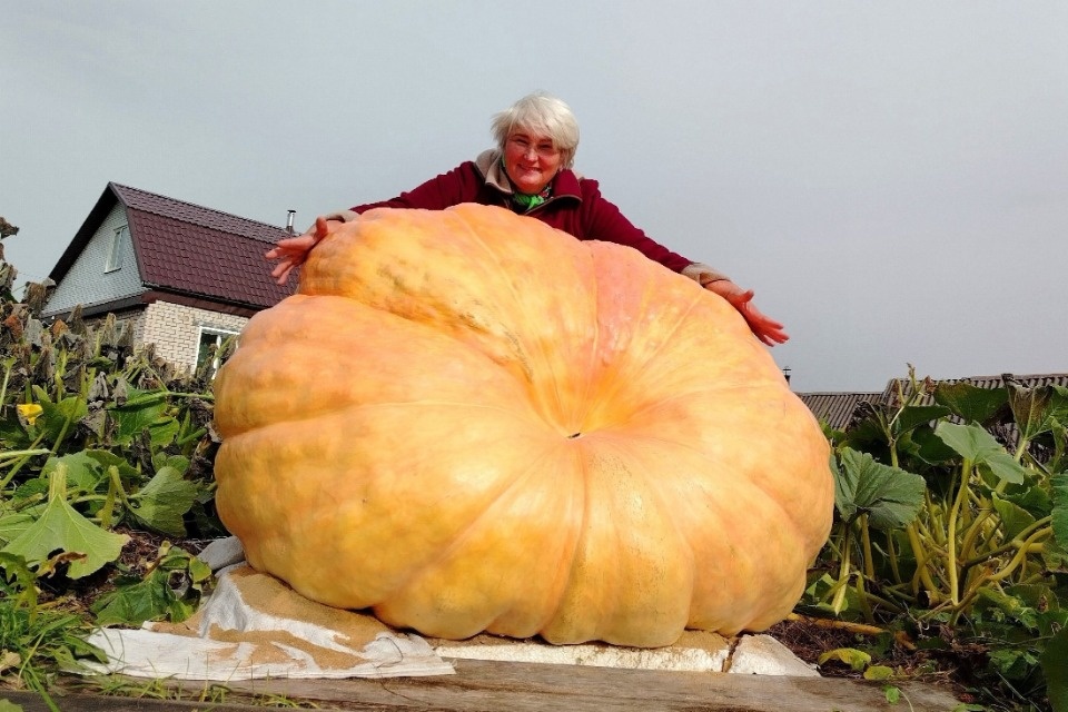 Третья по весу тыква «Тыквыбатла» выращена в Псковской области