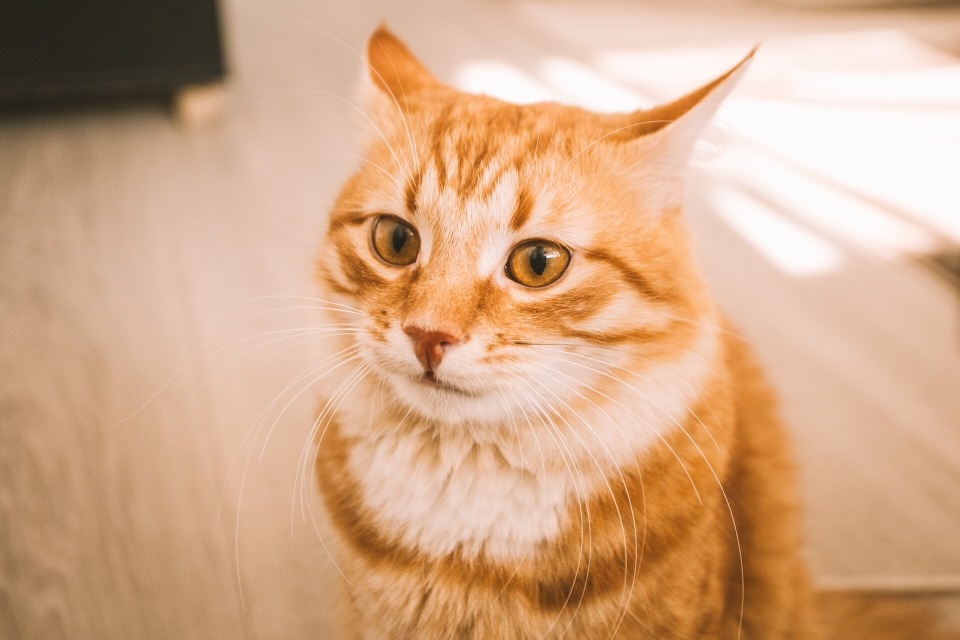 435 животных отправились в разные страны мира из Псковской области в 2024 году