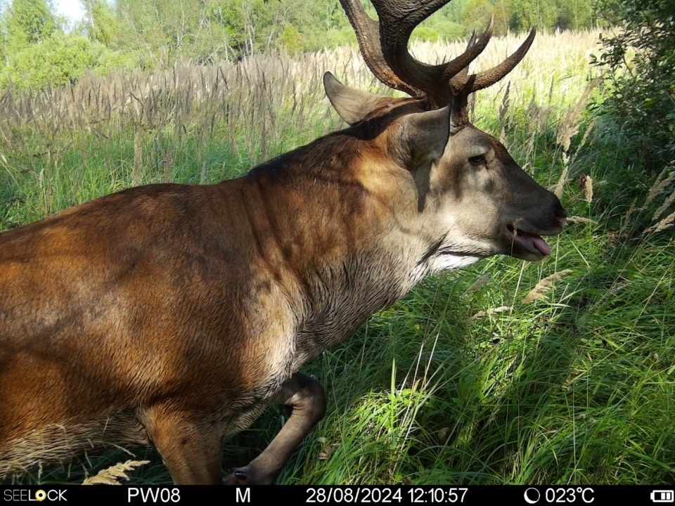 Благородный олень попал в фотоловушку Полистовского заповедника Благородный олень попал в фотоловушку Полистовского заповедника
