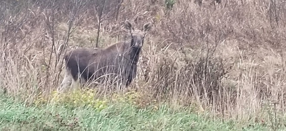 В Псковской области браконьеры убили семью лосёнка