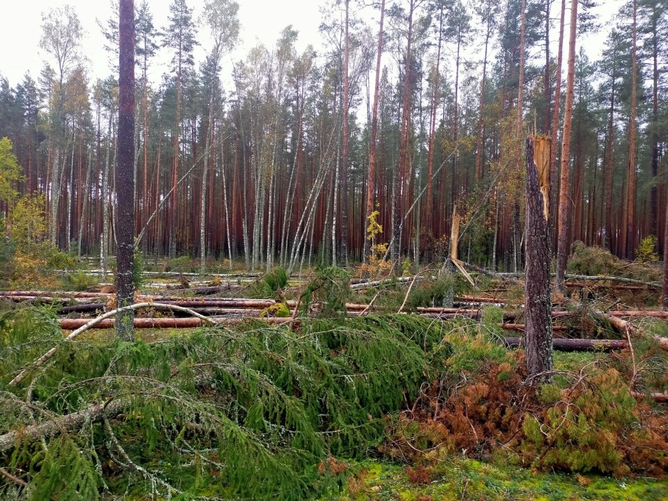 Санитарно-оздоровительные мероприятия проведут на 70 гектарах поврежденного леса в Псковской области Санитарно-оздоровительные мероприятия проведут на 70 гектарах поврежденного леса в Псковской области