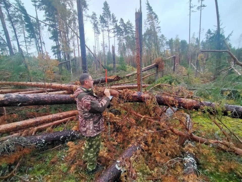 Санитарно-оздоровительные мероприятия проведут на 70 гектарах поврежденного леса в Псковской области Санитарно-оздоровительные мероприятия проведут на 70 гектарах поврежденного леса в Псковской области