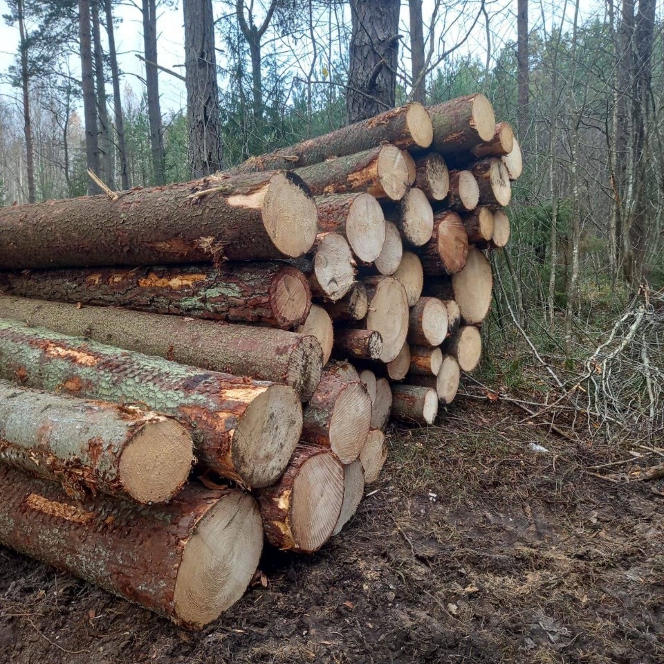 В Пскове обнаружили крупную несанкционированную вырубку деревьев В Пскове обнаружили крупную несанкционированную вырубку деревьев