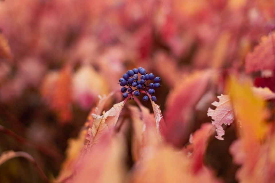 До +11 градусов ожидается в Псковской области 6 ноября 