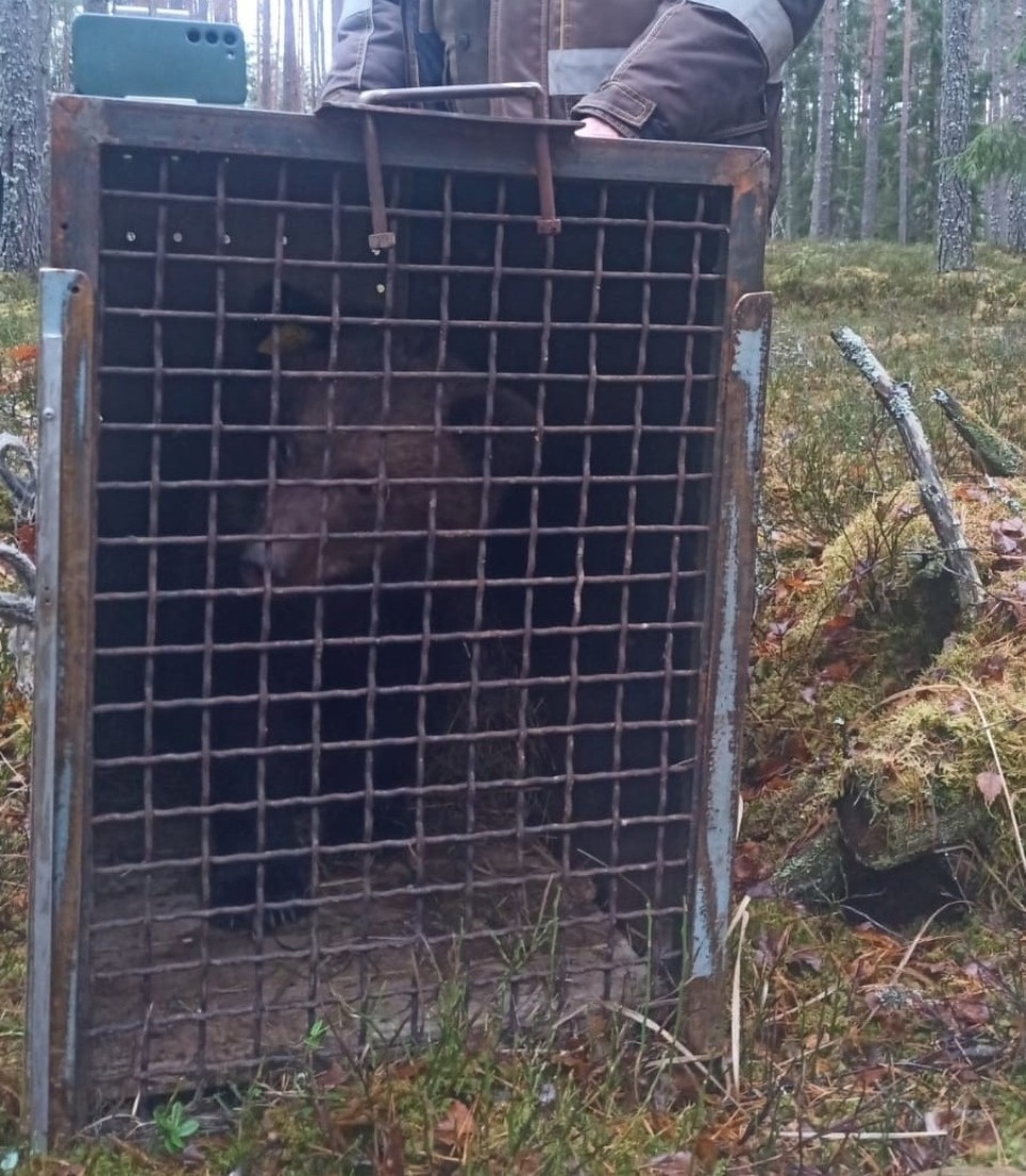 Медвежат Пятачка и Пуха выпустили в национальный парк «Себежский» на постоянное место жительства Медвежат Пятачка и Пуха выпустили в национальный парк «Себежский» на постоянное место жительства