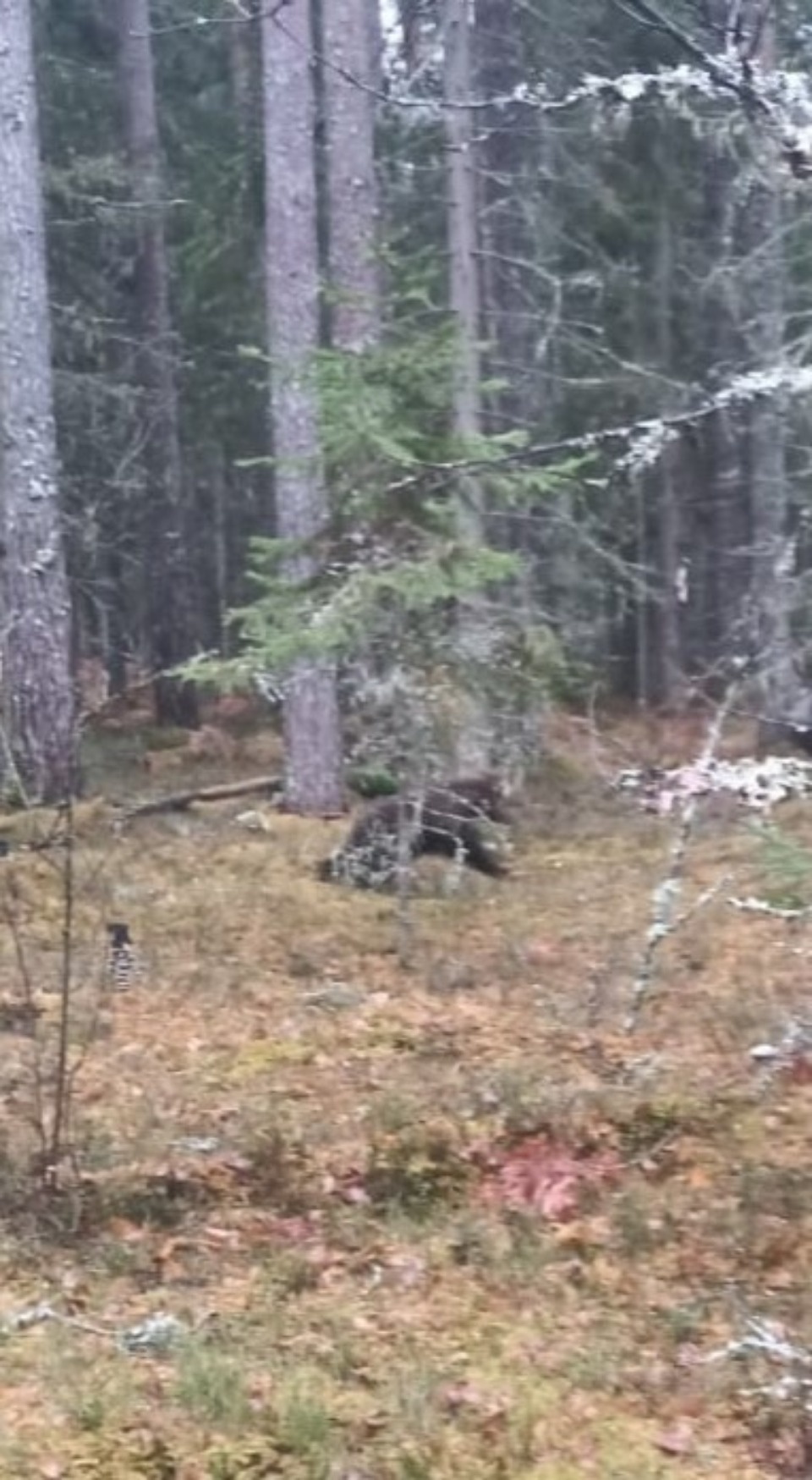 Медвежат Пятачка и Пуха выпустили в национальный парк «Себежский» на постоянное место жительства Медвежат Пятачка и Пуха выпустили в национальный парк «Себежский» на постоянное место жительства