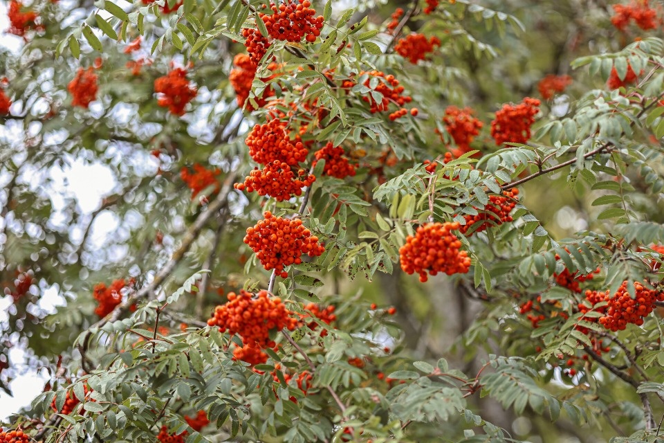До +4 градусов ожидается в Псковской области 14 ноября