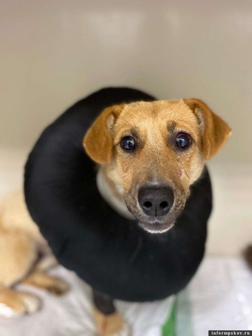 В Порхове 26 ноября начнётся судебный процесс по делу о жестоко избитом живодёрами псе Катыше В Порхове 26 ноября начнётся судебный процесс по делу о жестоко избитом живодёрами псе Катыше