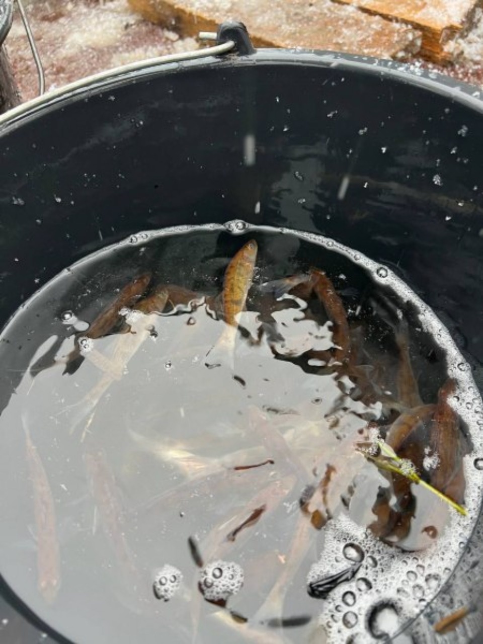 В невельское озеро Ордово выпустили около 5,7 тысяч мальков судака