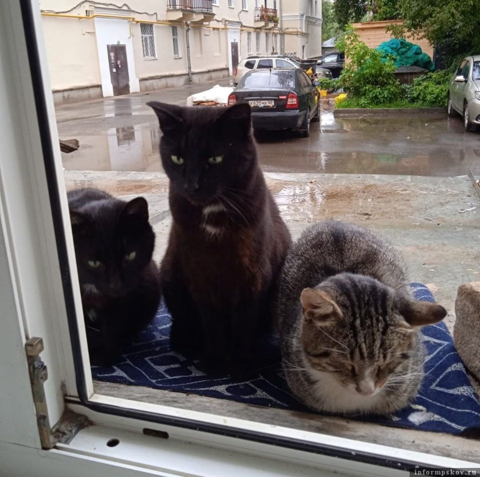 Дом для котов-стоматологов появился в Пскове