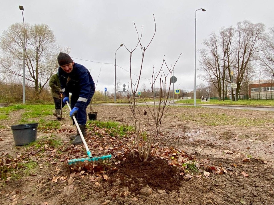 Коллекционный сирингарий заложили на Сиреневом бульваре в Пскове Коллекционный сирингарий заложили на Сиреневом бульваре в Пскове