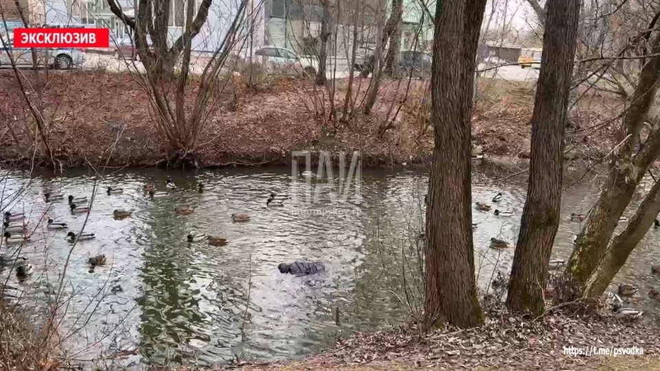 Тело мужчины обнаружили в реке в Великих Луках 