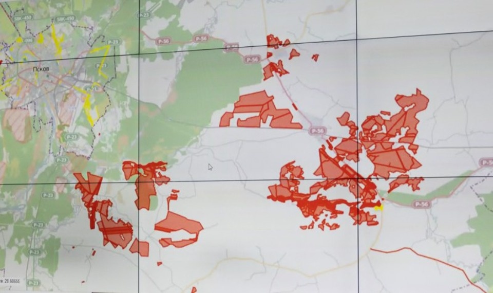 В Псковской области появилась интерактивная карта распространения борщевика 