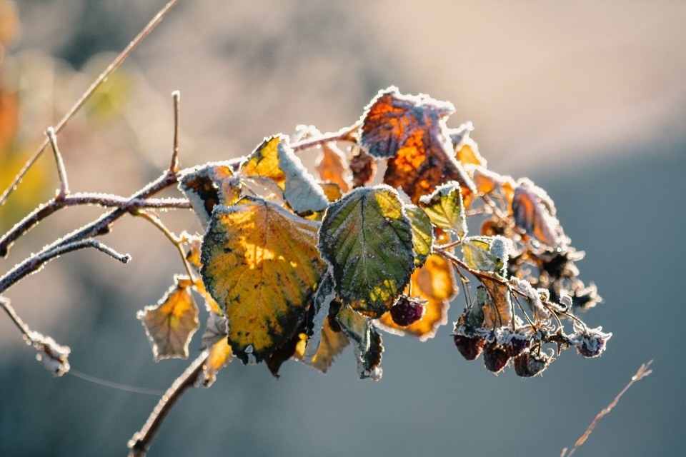 До -3 градусов прогнозируется в Псковской области 10 декабря