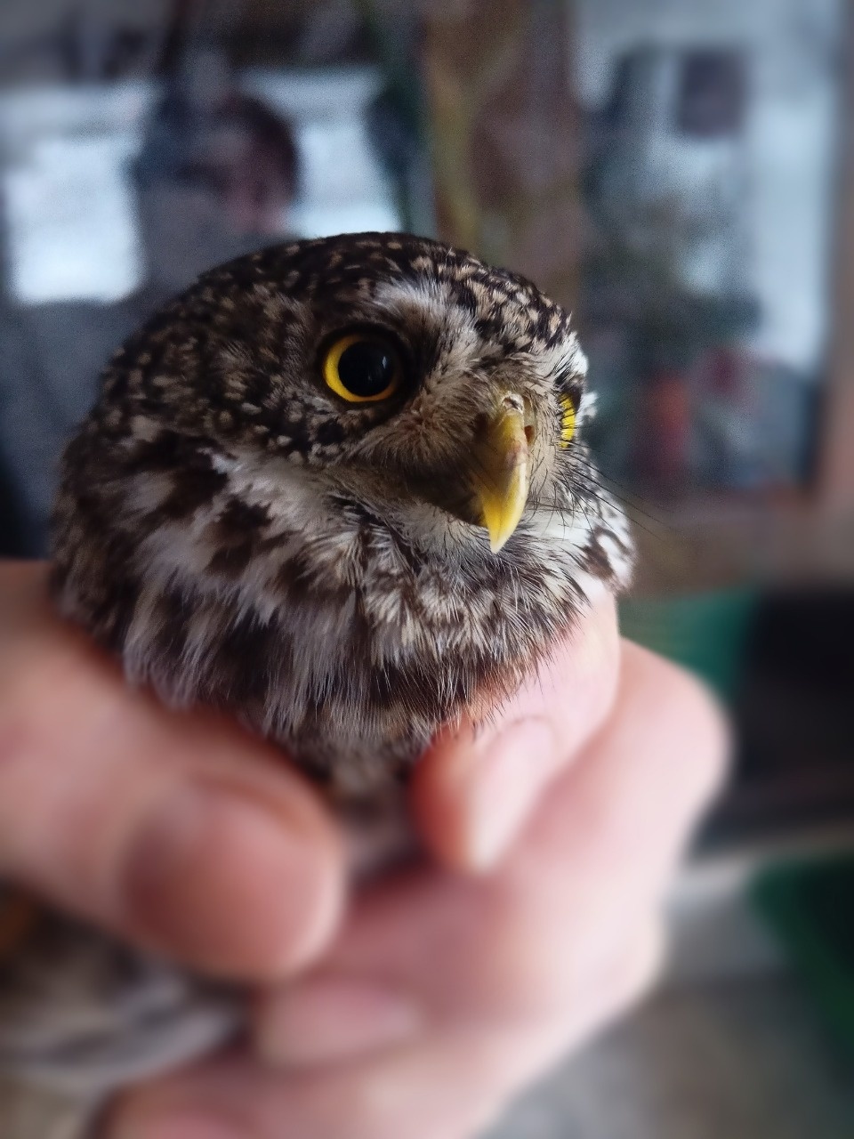 Сыч спрятался от метели дома у жительницы Себежского района  