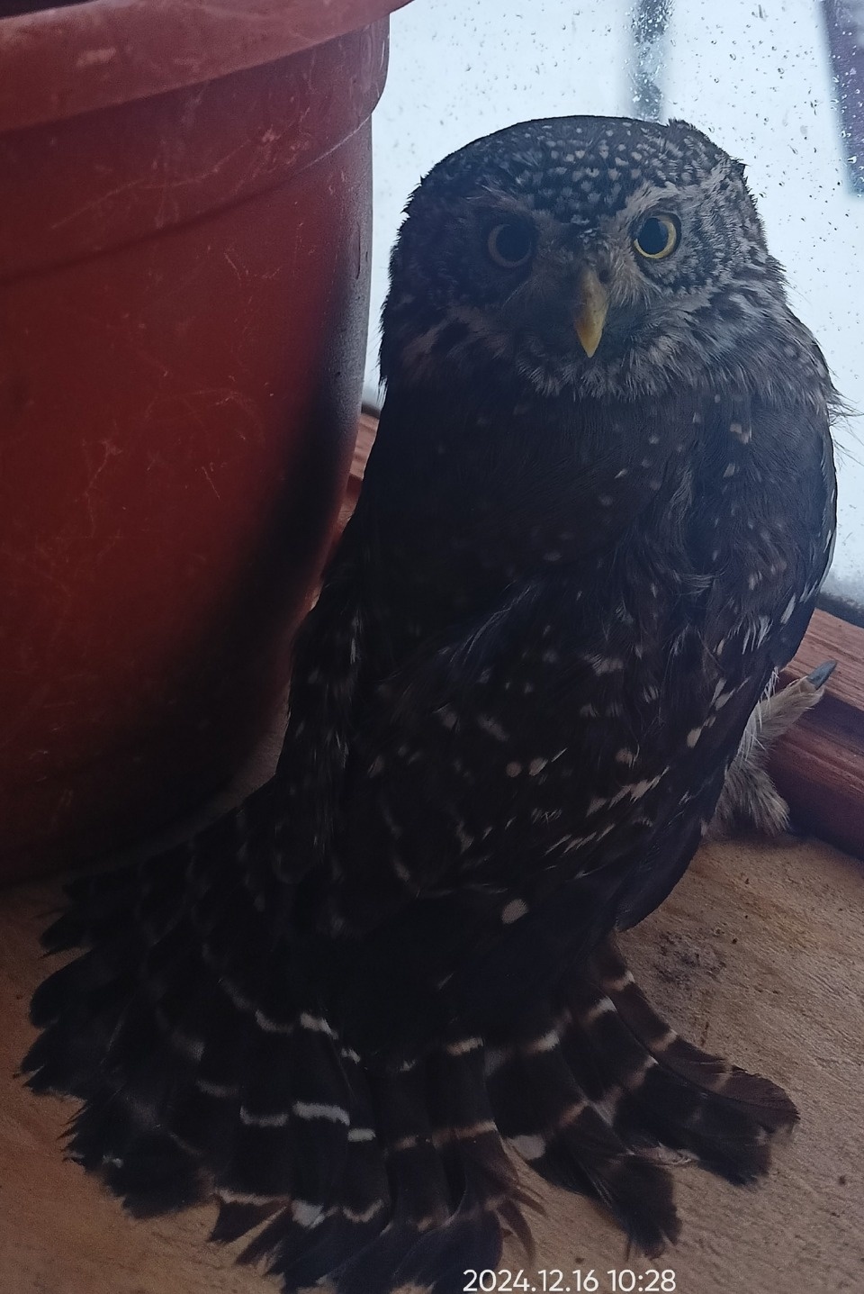 Сыч спрятался от метели дома у жительницы Себежского района  