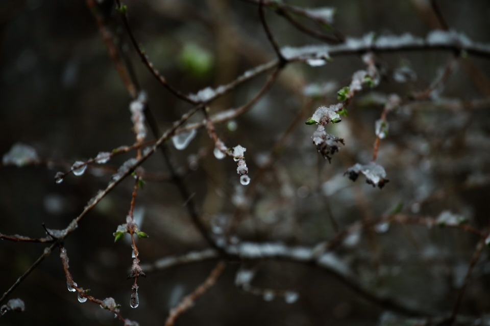 До +7 градусов и дождь ожидаются в Псковской области 20 декабря До +7 градусов и дождь ожидаются в Псковской области 20 декабря