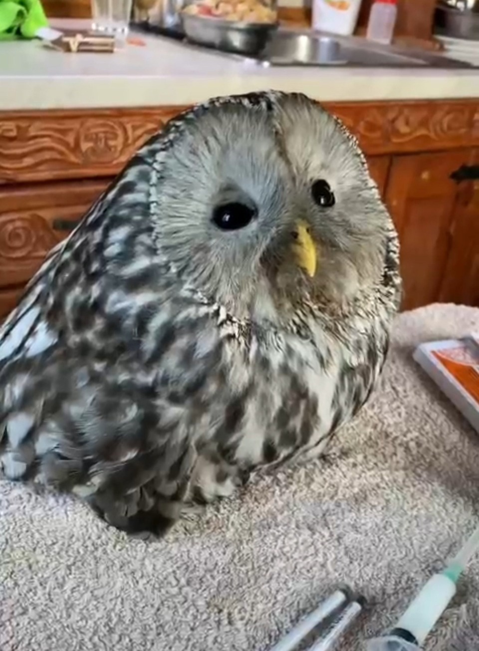 Под Псковом спасли раненую сову Под Псковом спасли раненую сову