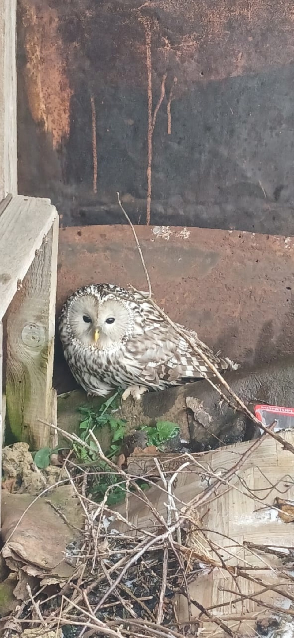 Под Псковом спасли раненую сову Под Псковом спасли раненую сову