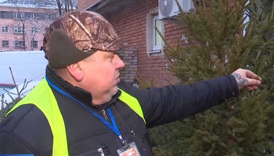 Псковичам рассказали, как выбрать живую ёлку на Новый год