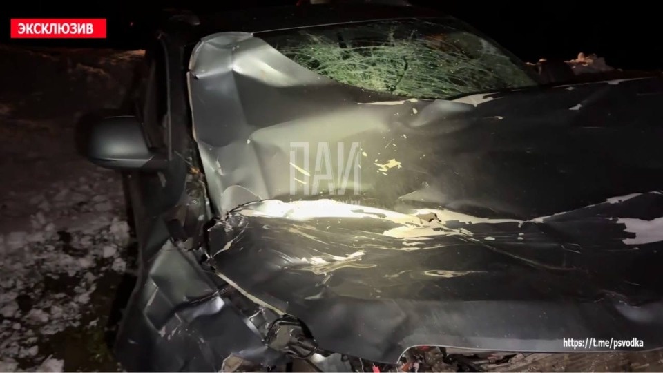 Лось погиб в результате ДТП в Псковском районе