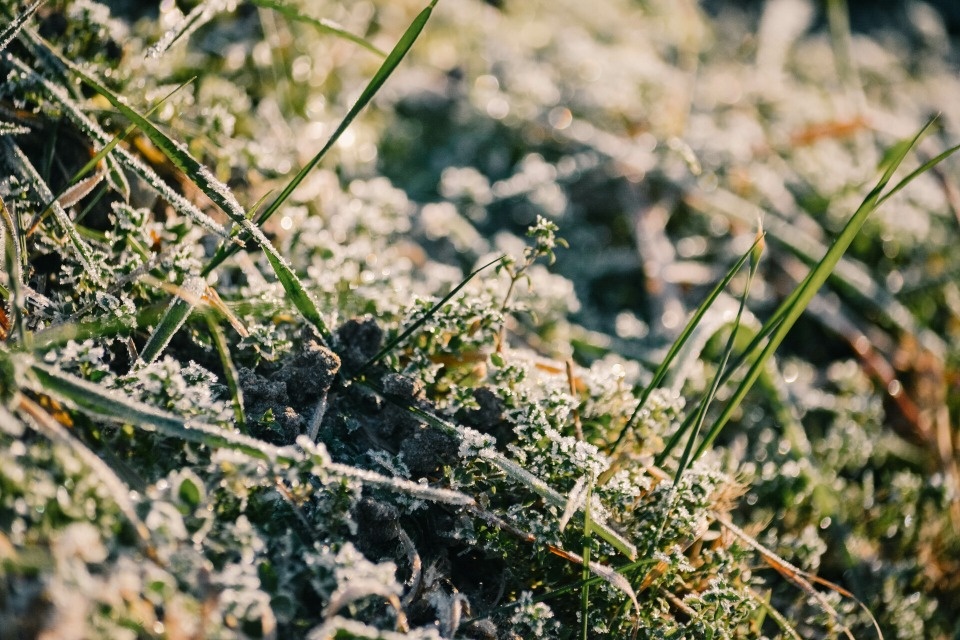 Ущерб от прошлогодних заморозков в Псковской области составил почти 30 млн рублей Ущерб от прошлогодних заморозков в Псковской области составил почти 30 млн рублей