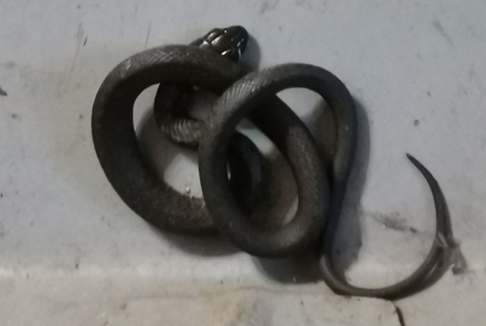 Змеи проснулись в Псковской области Змеи проснулись в Псковской области