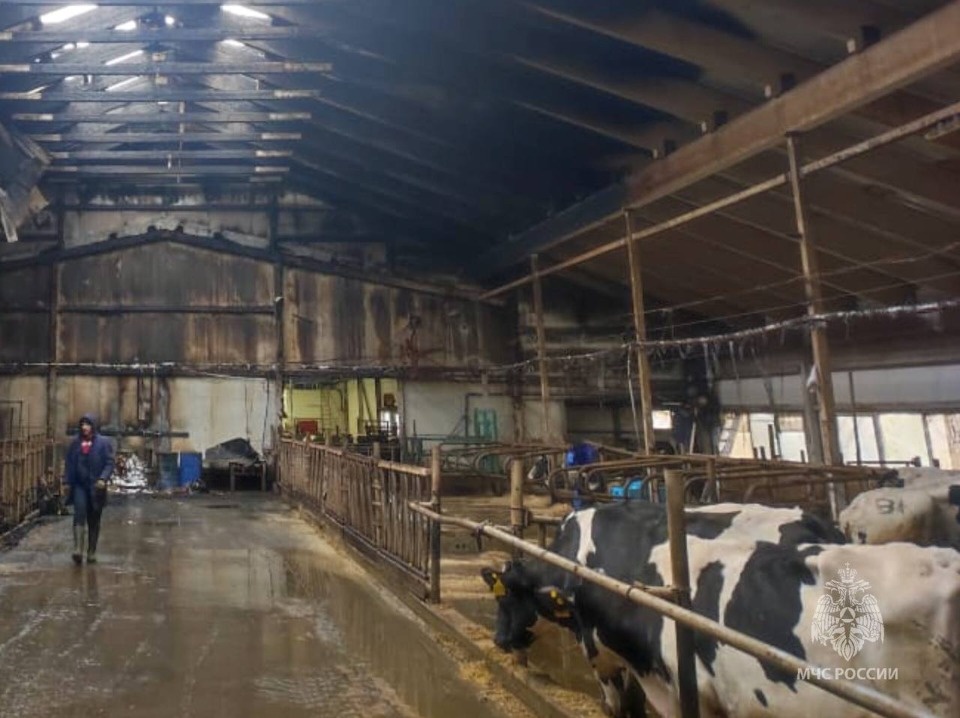 Более 200 животных спасли на пожаре в Великолукском районе Более 200 животных спасли на пожаре в Великолукском районе